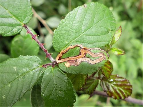 Stigmella aurella